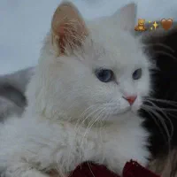 گربه|گربه|بانه, |دیوار