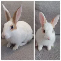 خرگوش و قفس