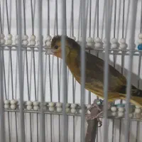 سهره قناری سبز