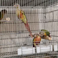 جفت جوانه گرینچیک