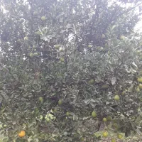 پرتقال تامسون پوست نازک|خوردنی و آشامیدنی|نوکنده, |دیوار