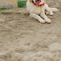 سگ نر الابای