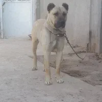 توله ۱ونیم سال درشت و ب شرط رمه