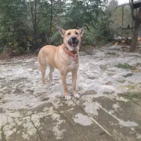 سگ مالینیوز بلژیکی ماده ۹ماه|سگ|رحیمآباد, |دیوار