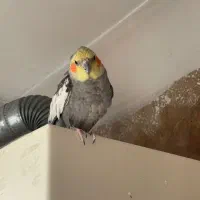 عروس هلندی|پرنده|تهران, سردارجنگل|دیوار