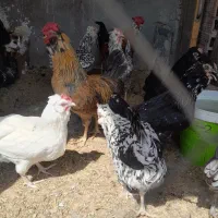 تخم مرغ گلین پنگوئنی ۴۰تاج