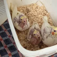 عروس هلندی لوتینو زعفرونی جوجه عروس بسیار اروم