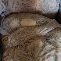 فروش جل میگو|ماهیگیری|درگهان, |دیوار