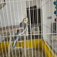 عروس هلندی|پرنده|قدس, شهرقدس|دیوار