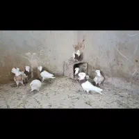 ۱۰عدد کفتر طوقی فروشی قیمت مناسب