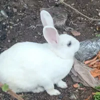 خرگوش نر|موش و خرگوش|رفسنجان, |دیوار