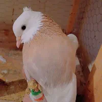 طوقی جفت وسبز جفت|پرنده|چناران, |دیوار