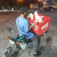 تربیت شده واکسن همش خورده انگل ترابی شده ارایش شده