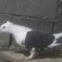 کبوتربلژیکی غریب|حیوانات|خان ببین, |دیوار