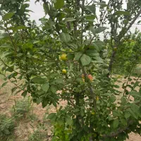 فروش و تهاتر زمین ۸۰۰۰ متری در یوسف اباد صیرفی|فروش زمین و ملک کلنگی|شهریار, یوسف آباد صیرفی|دیوار