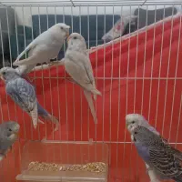 جوجه مرغ عشق خاص|پرنده|مشهد, شهرک ابوذر|دیوار