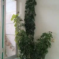 گل قسقوانی قشنگ