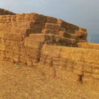 فروش کاه لوبیا کاه شالی|عمده‌فروشی|نکا, |دیوار