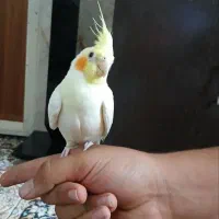 جوجه عروس|پرنده|سمنان, |دیوار