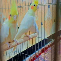 جفت عروس مولد|پرنده|سوسنگرد, |دیوار