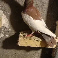 نریهودی|پرنده|بروجرد, |دیوار