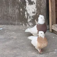 یک جفت طوقی ویک هفت‌رنگ ماده