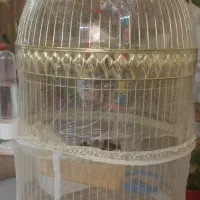 فنچ فنچ فنچ توافقی