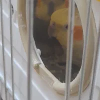 یه جفت عروس هلندی به همراه جوجه|پرنده|همدان, |دیوار