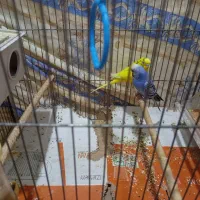 یک جفت مرغ عشق