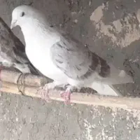 کبوتر پرشی|حیوانات|نظرآباد, رسالت|دیوار