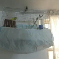 یک جفت مرغ عشق فروشی آماده تخم گذاری باسلام