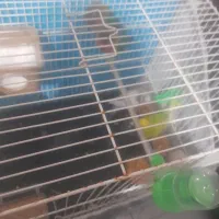 کوتوله و مرغ عشق|پرنده|مشهد, کارمندان دوم|دیوار