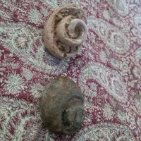 فسیل مخصوص کلکسیون دار ها