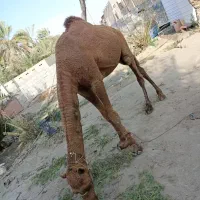 شتر نر آرام