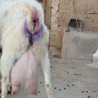 بزگلابی2قلوزا|حیوانات مزرعه|برخوار, |دیوار