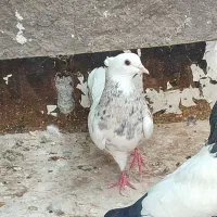 جوجه سور پلنگ،طوق سور کلاهی