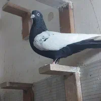 سینه سیاه ماده|پرنده|اصفهان, کوی امیریه|دیوار