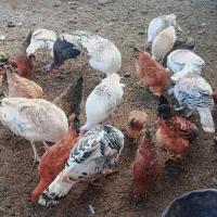 بقلمون‌محلی