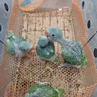 ملنگو سبز|پرنده|کرج, فاز ۳ گوهردشت|دیوار