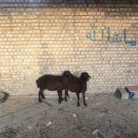 بره نر پشم شیر