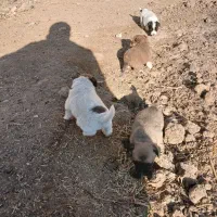 توله پاکوتاه کوتا بسیار بازی گوش|سگ|ملایر, |دیوار