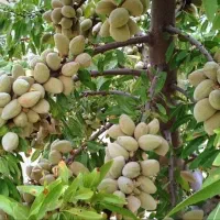 تولید و عرضه نهال بادام اصلاح شده مرودشت