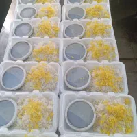 کارگر ساده خانم واقا