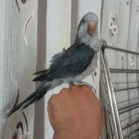 راهب طوطی|پرنده|اصفهان, برزان|دیوار