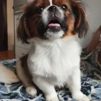 سگ نژاد پیکینیز نر ۹ ماهه|سگ|آستارا, |دیوار