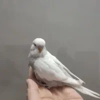 مرغ عشق انگلیسی  ومرغ تخمگذار