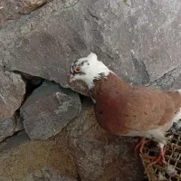 ی جفت شازده اوچب اوینیان ب شرط|پرنده|ارشق, |دیوار