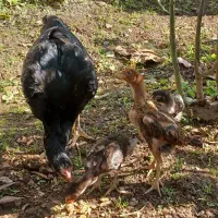 خروس ومرغوجوجه|حیوانات مزرعه|لاهیجان, کاروانسرابر|دیوار