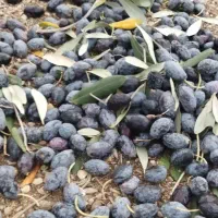 اجاره میوه سر درخت|خدمات باغبانی و درختکاری|باشت, |دیوار
