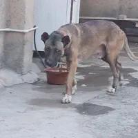 سگ سرابی نگهبان